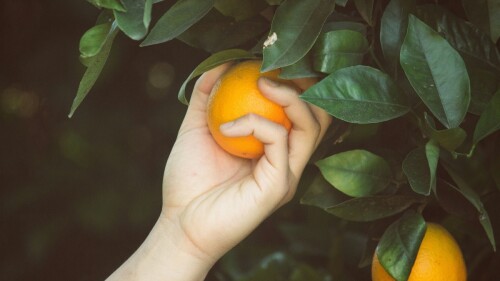 new orange.jpg